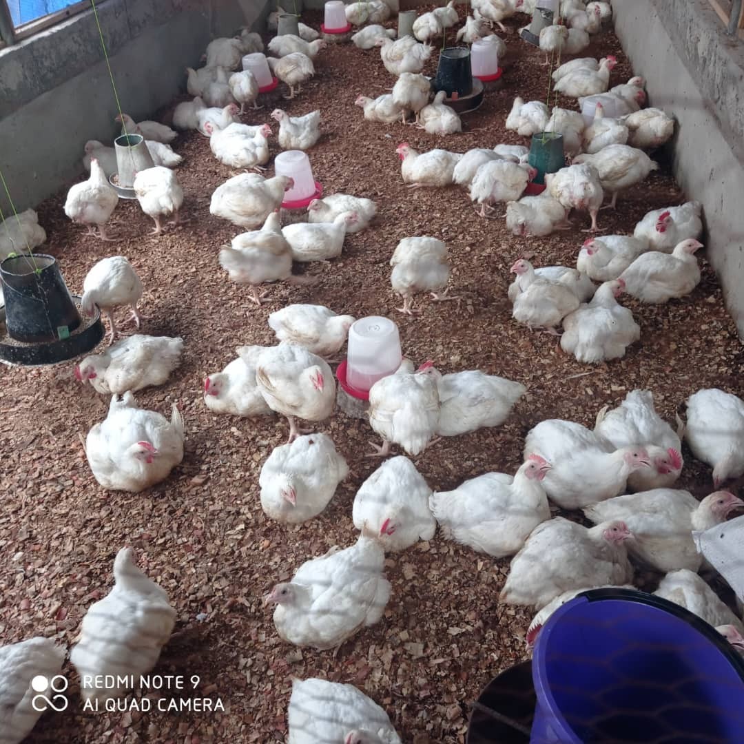 Poultry Production