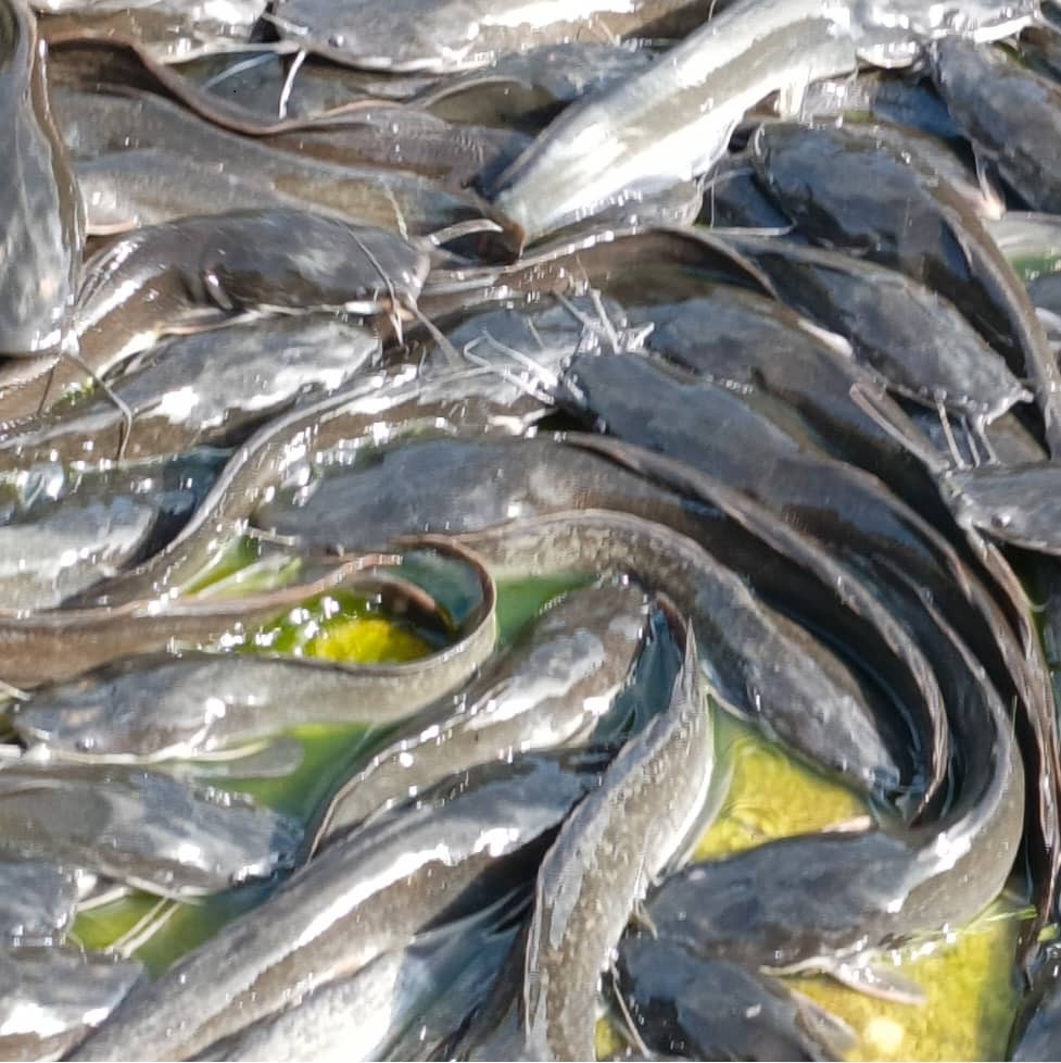 Catfish Farming
